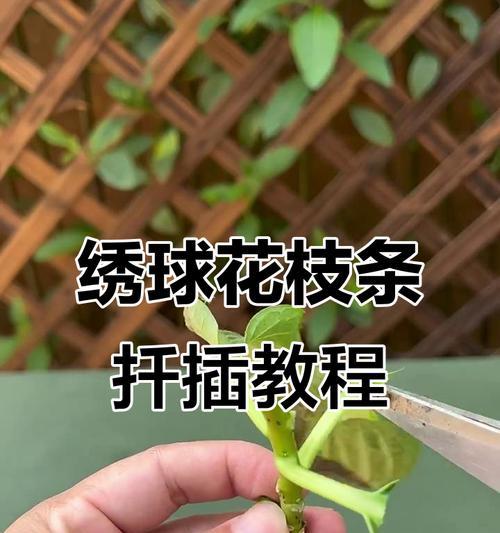 绣球剪枝之后怎么修剪？