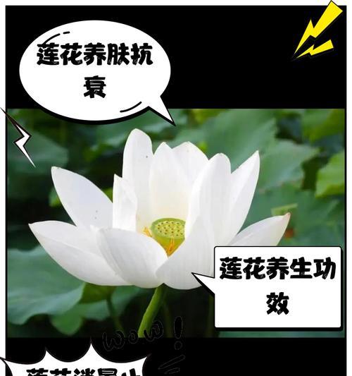 莲花种怎么催芽最好