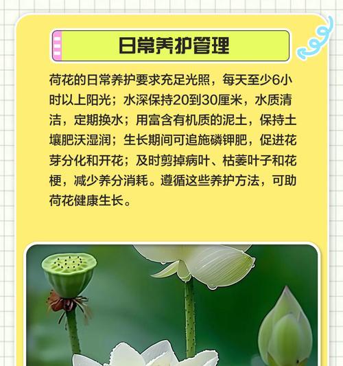 莲花种怎么催芽最好