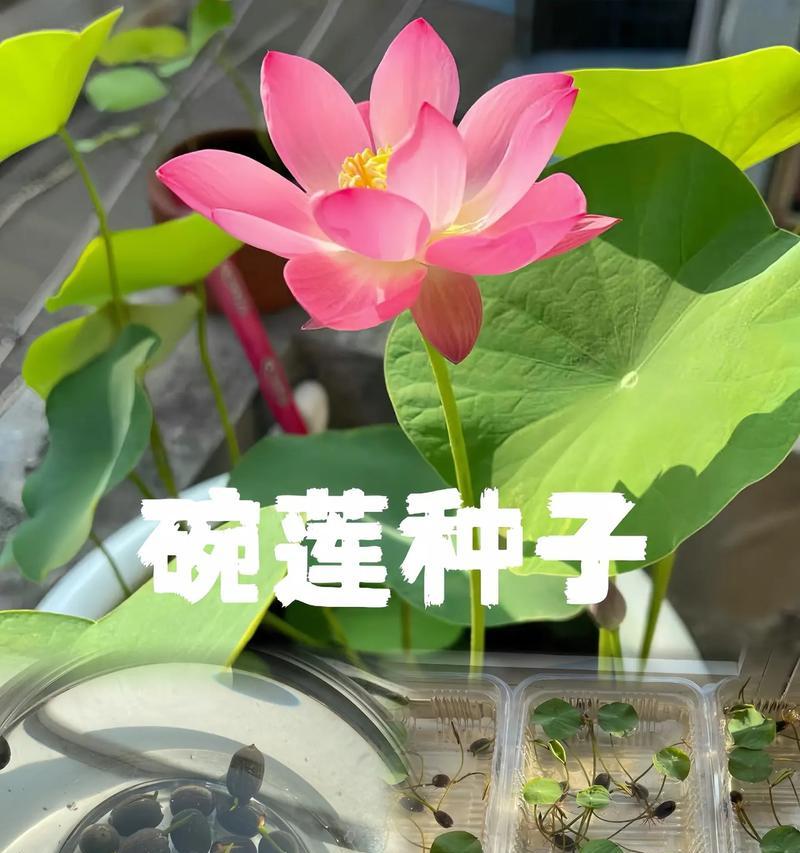 莲花种怎么催芽最好