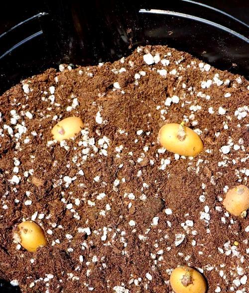 催芽怎么移到土里——新手种植指导