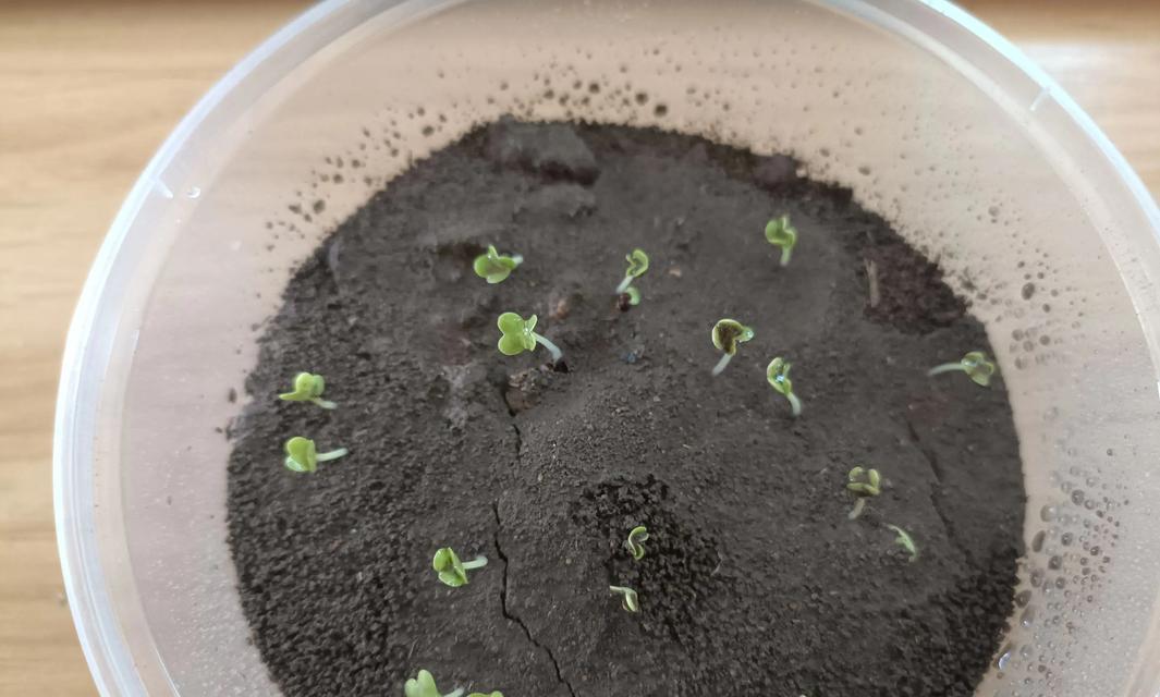 催芽怎么移到土里——新手种植指导