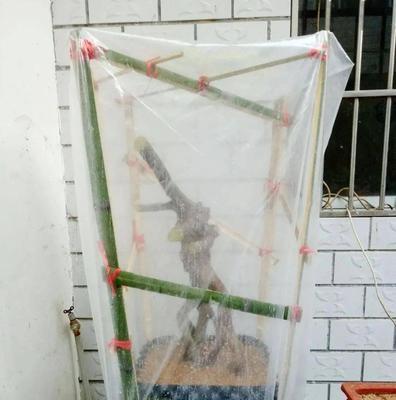 秃桩怎么催芽最好