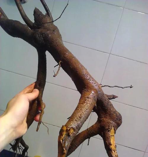 秃桩怎么催芽最好