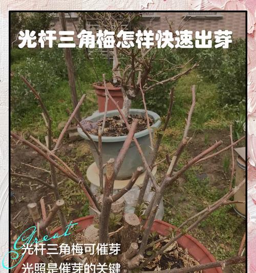 秃桩怎么催芽最好