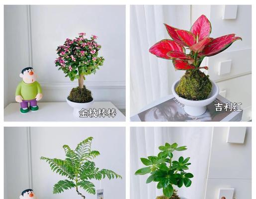 圆球绿植怎么种植方法