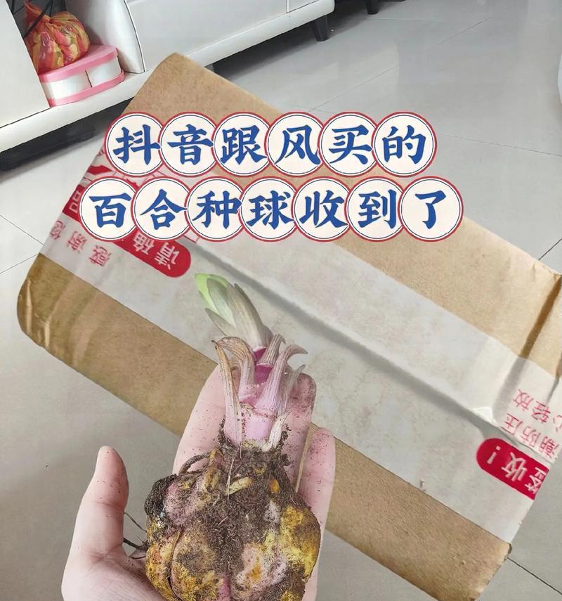 圆球绿植怎么种植方法