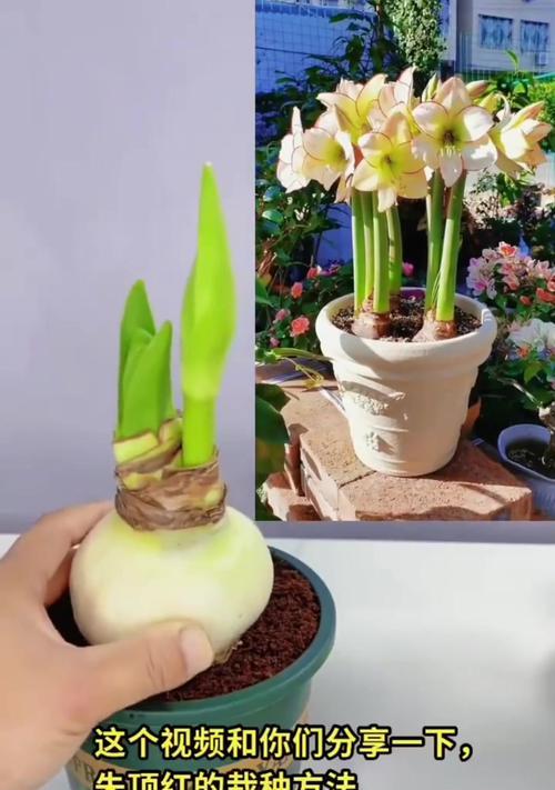 圆球绿植怎么种植方法