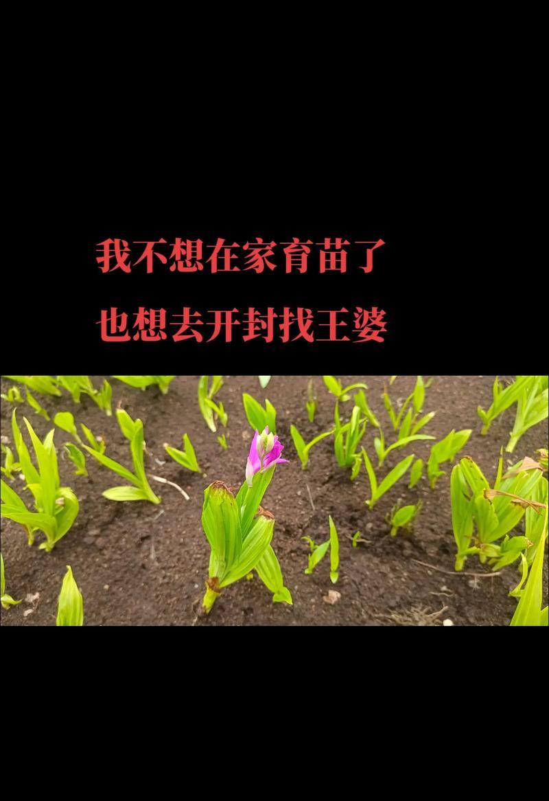 种子催芽太长了该怎么种