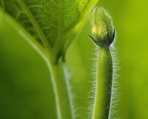 怎么给瓠瓜催芽最快