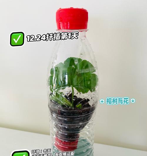 天竺修剪枝条指南：专业步骤与技巧