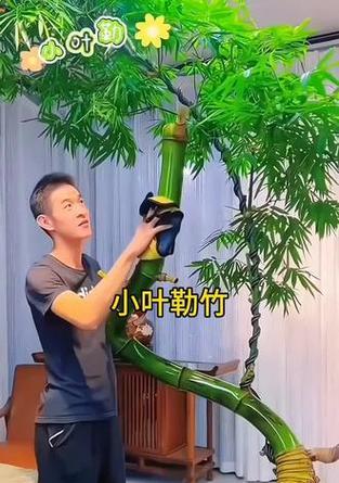 革竹修剪枝叶的技巧与方法