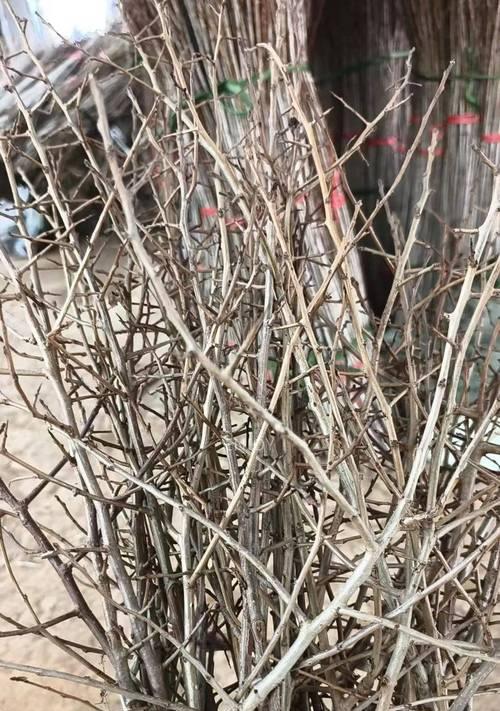 革竹修剪枝叶的技巧与方法