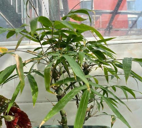 佛肚竹修剪枝条的正确方法及注意事项