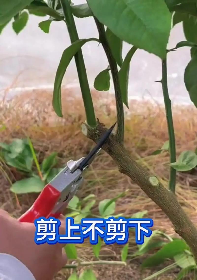 柠檬剪枝怎么修剪枝条
