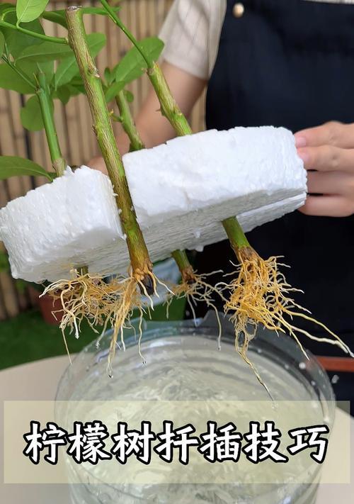 柠檬剪枝怎么修剪枝条