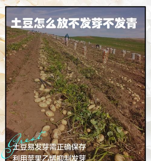 土豆怎么催芽法