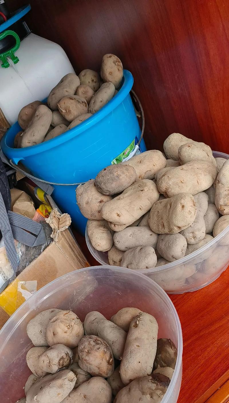 土豆怎么催芽法