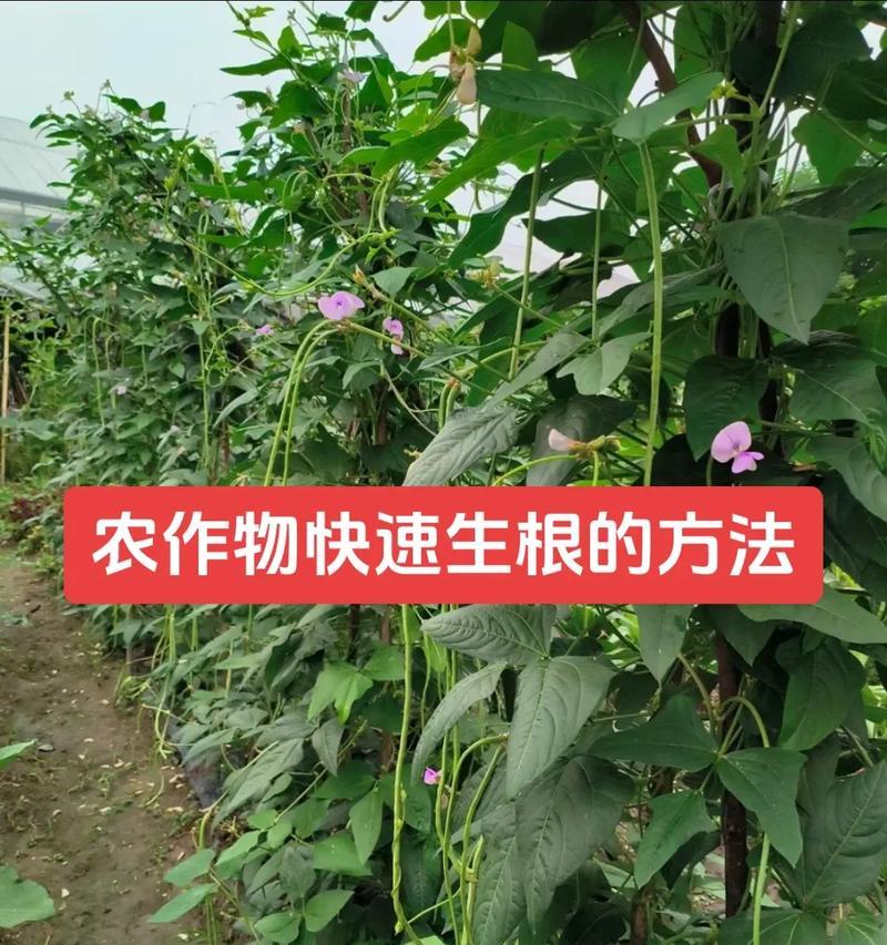 辣椒种子怎么种植方法