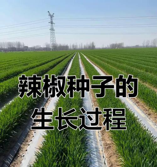 辣椒种子怎么种植方法