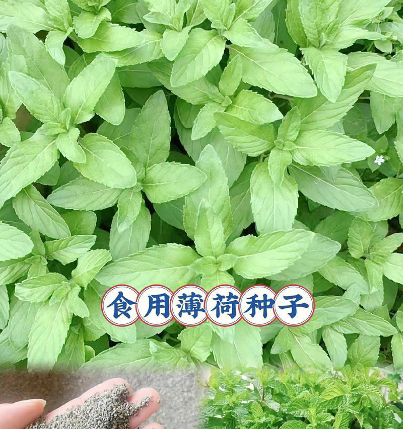 薄荷叶该怎么种植方法