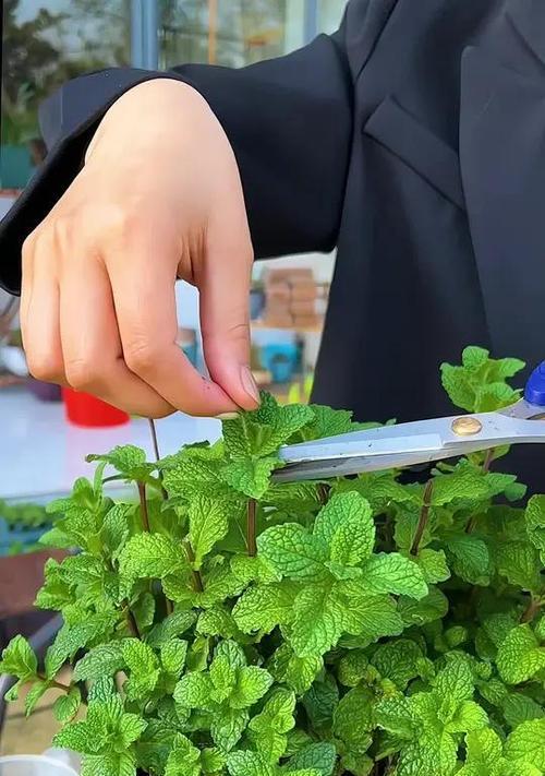 薄荷叶该怎么种植方法