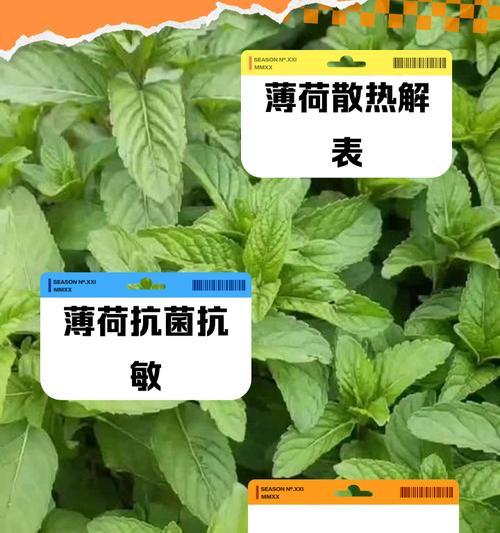 薄荷叶该怎么种植方法