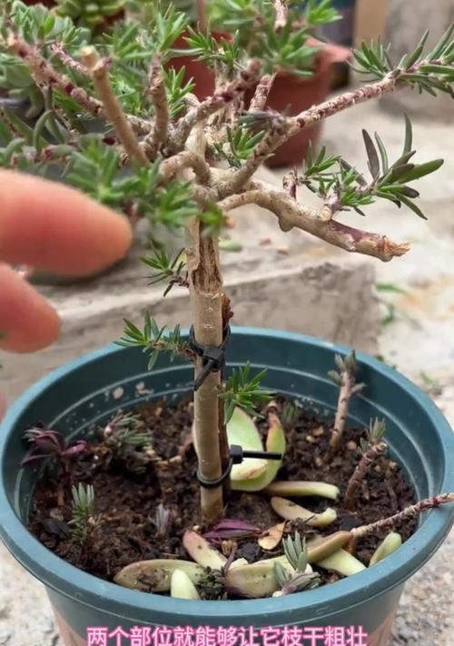 太阳花户外种植指南：让您的花园阳光灿烂