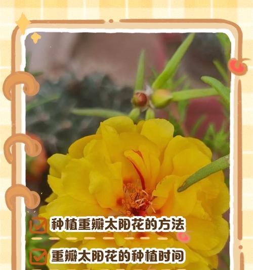 太阳花户外种植指南：让您的花园阳光灿烂