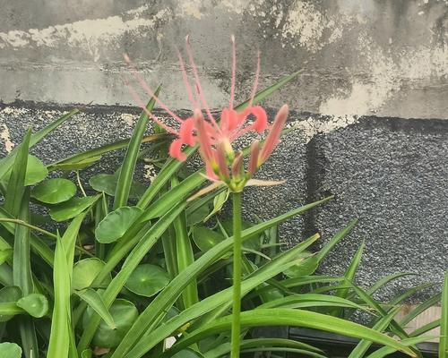 石蒜怎么催芽最好