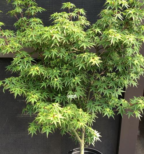 金丝碧桃的修剪艺术：如何正确修剪枝条