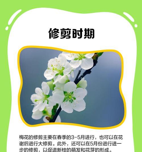 夏季修剪新梅枝条的技巧与方法