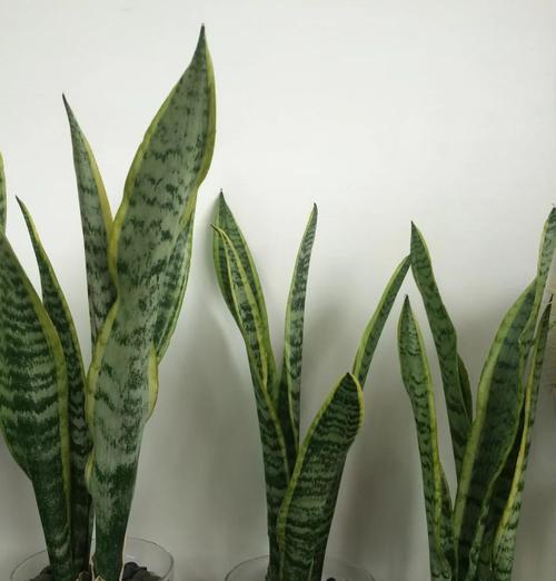 短叶虎皮兰怎么种植方法