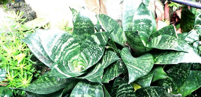 短叶虎皮兰怎么种植方法