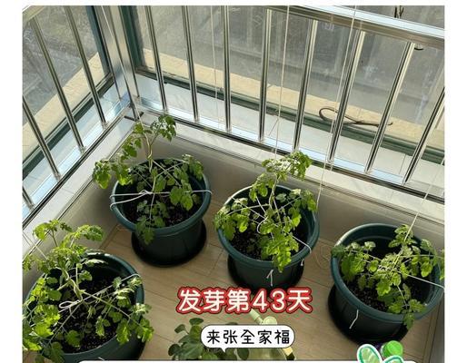 【文章标题】：架子种催芽技巧揭秘：如何高效催出健康苗？