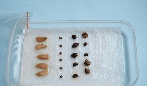 【文章标题】：架子种催芽技巧揭秘：如何高效催出健康苗？