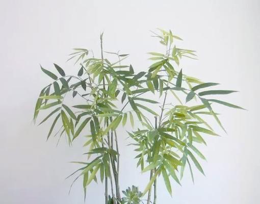佛肚竹冬季修剪指南：让您的室内绿植焕发新生