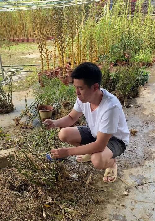佛肚竹冬季修剪指南：让您的室内绿植焕发新生