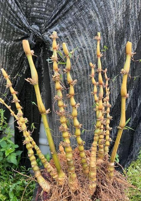 佛肚竹冬季修剪指南：让您的室内绿植焕发新生