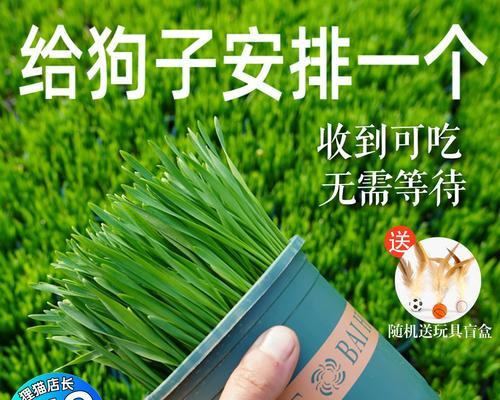 狗草怎么种植方法