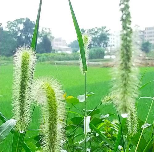 狗草怎么种植方法