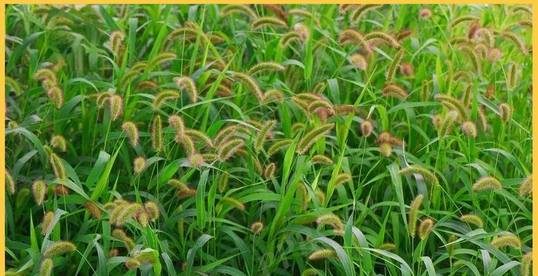狗草怎么种植方法