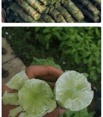 催莴笋芽怎么催芽的呢
