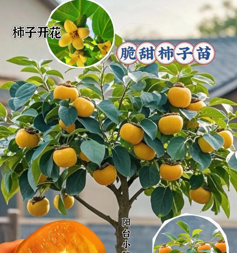 柿籽催芽技巧：让你的柿子苗快速生根发芽