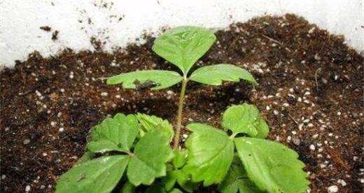 红芹籽怎么催芽最快？