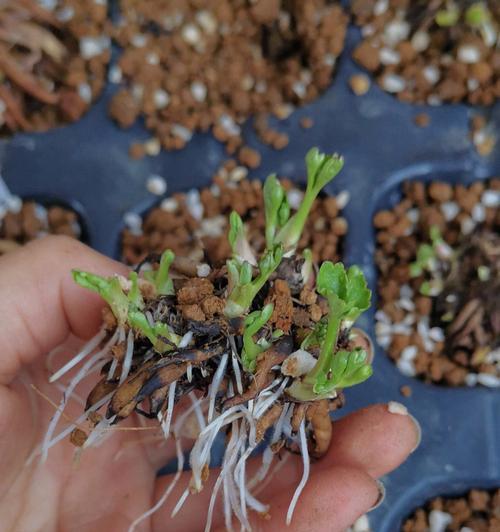 红芹籽怎么催芽最快？
