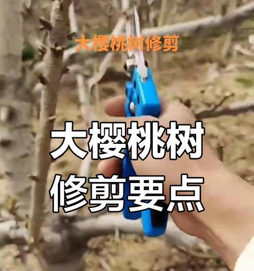 种树花台怎么修剪枝条：细致指导与技巧