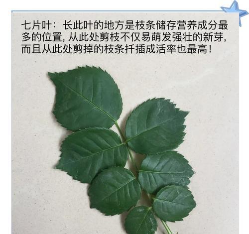 种树花台怎么修剪枝条：细致指导与技巧