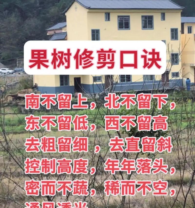 种树花台怎么修剪枝条：细致指导与技巧