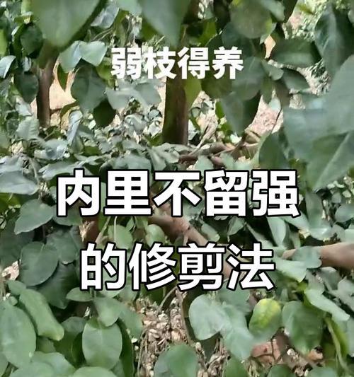 柑橘园艺技巧：正确修剪枝条的方法与要点